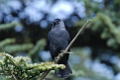 David Plant Photography - Wildlife Photographer - Jackdaw - A
